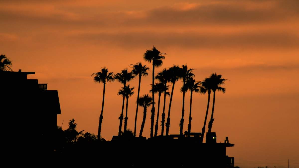 palm tree silhouette of coconut palm trees tree